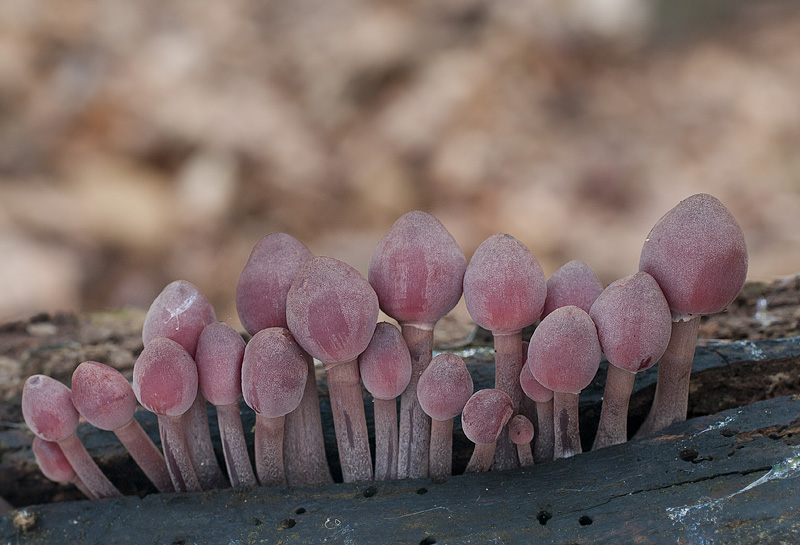 Mycena haematopus